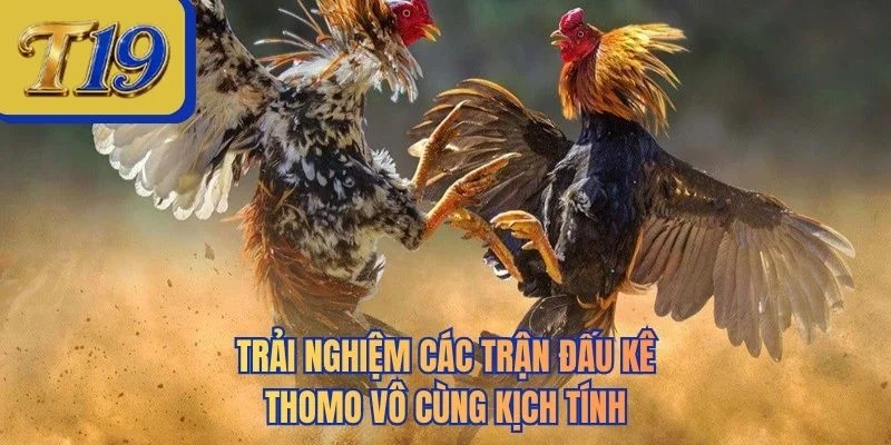 Trải nghiệm các trận đấu kê Thomo vô cùng kịch tính